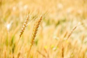 農林生物質發電稅收優惠政策需優化