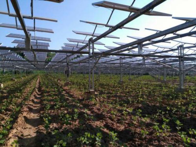 安徽金寨推行“農光互補”扶貧新模式