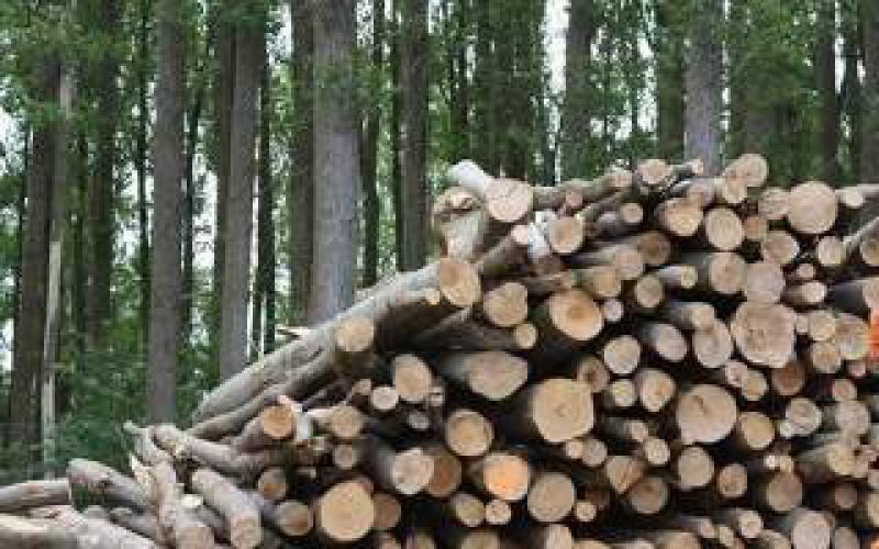 可再生能源研究所發布“日本生物能源戰略重組”：FIT計劃審查建議