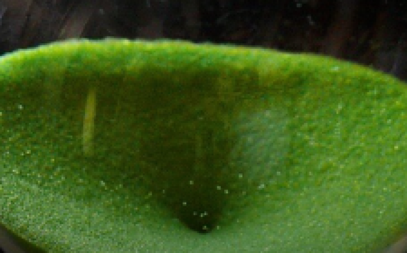 美國電力公司(AEP)宣布開發風力發電場，名為Wind Catcher