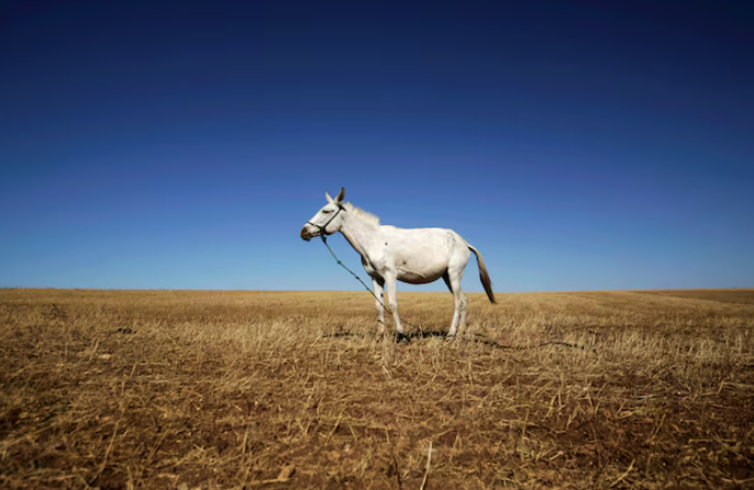 摩洛哥計劃提升海水淡化供水比例以應對干旱